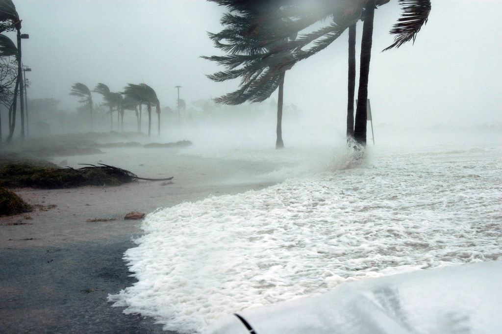 Palm trees bent by hurricane-force winds on a beachfront